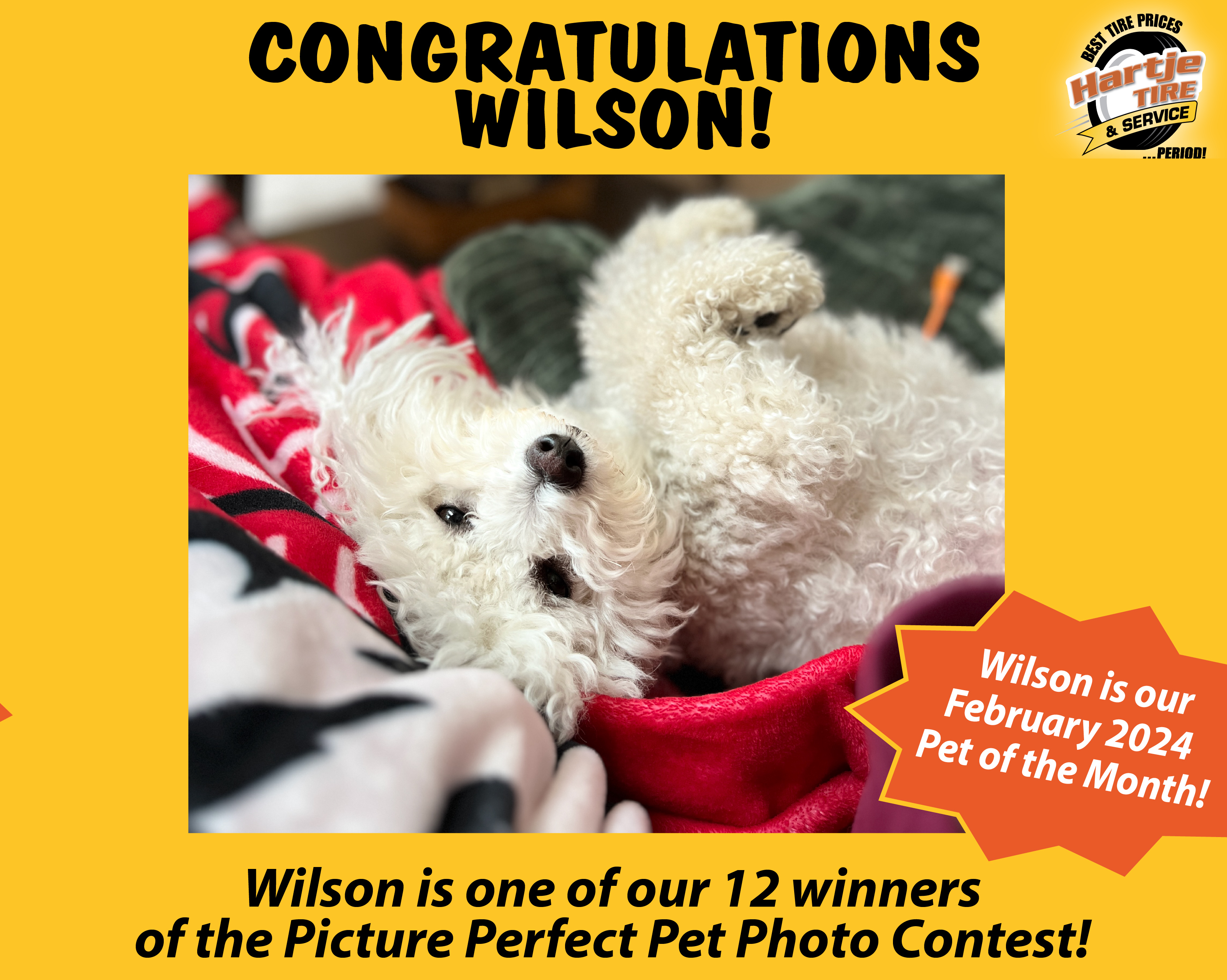 February 2024 Picture Perfect Pet of the Month: Wilson 