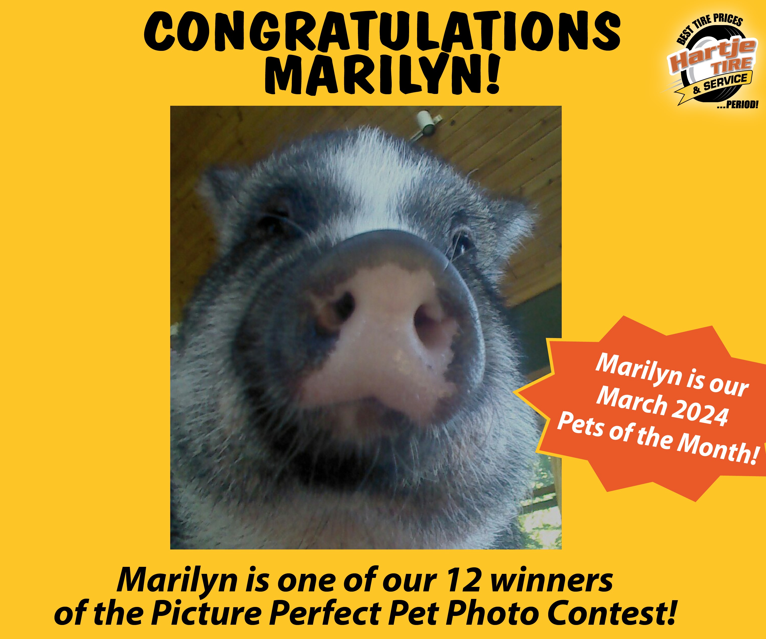 March 2024 Picture Perfect Pet of the Month: Marilyn