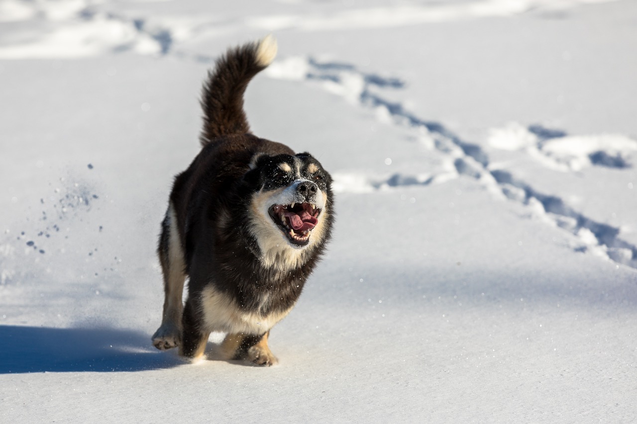 Tips to Keep Your Pets Safe and Cozy During Winter Adventures