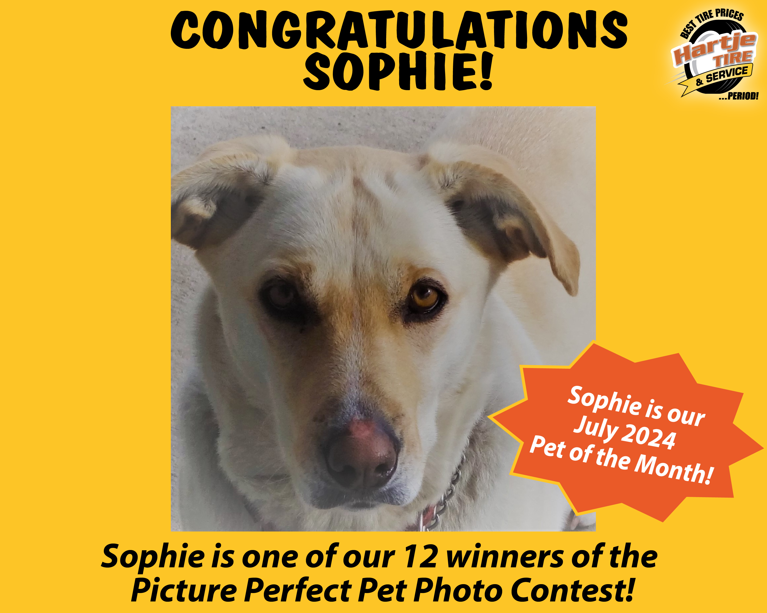 July 2024 Picture Perfect Pet of the Month: Sophie