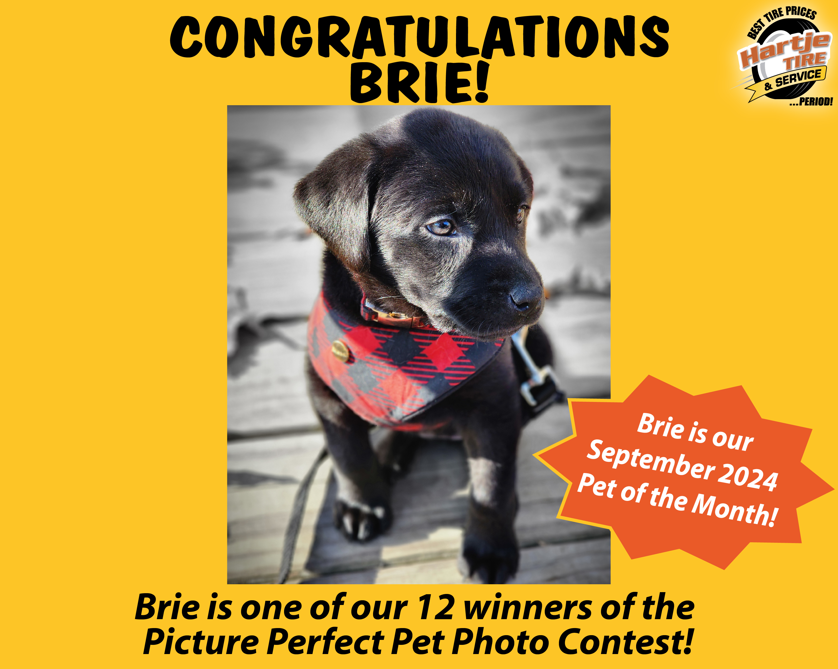 September 2024 Picture Perfect Pet of the Month: Brie